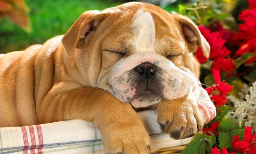 How to download Puzzle Baby pet 1.1 unlimited apk for laptop