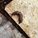 Leopard Slug