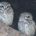 Spotted Owlet