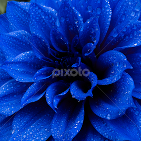 Blue Dahlia by Monzur Sazid Ahmed - Flowers Single Flower