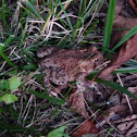 Eastern SpadeFoot Toad