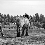 Rural life by Etienne Chalmet -  
