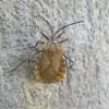 Coreid Bug