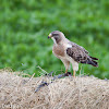 Swainson's Hawk