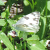 Checkered White Butterfly (female)