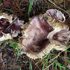 Russula turci