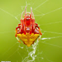 Arrowhead spider