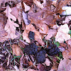 White-tailed deer scat