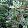 variegated jade plant
