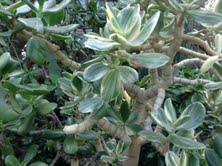 variegated jade plant
