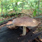 Deer Shield Mushroom