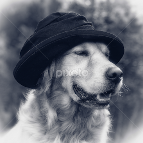 Mr. Bojangles by CLINT HUDSON - Animals - Dogs Portraits