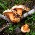 Stone milkcap (Λακτάριος ο σολομόχρωμος)