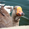 Greylag Goose (Tolouse breed) - Ganders