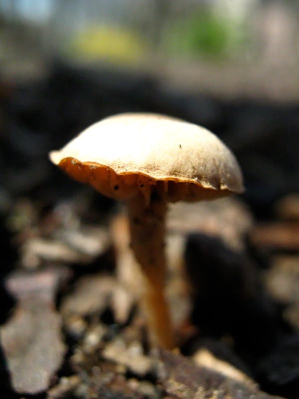 Mystery mushroom 