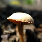 Mystery mushroom 