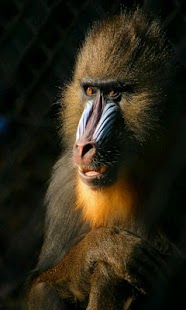 Animal Sounds for Kids Pro Screenshots 22