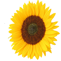Flower Battery Indicator icon