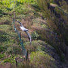 Red-footed Booby