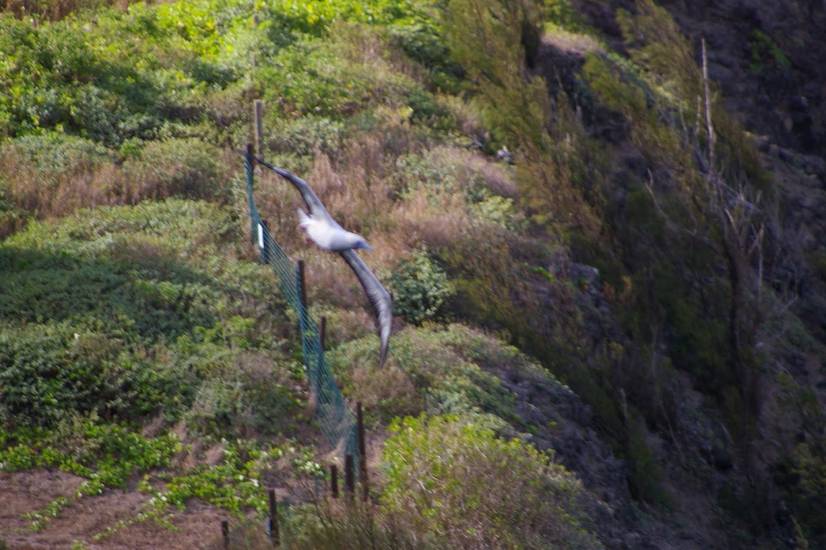 Red-footed Booby