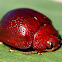 Acacia Leaf Beetle