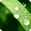 Drops of dew