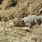 Spectacled caiman