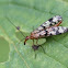 Scorpionfly