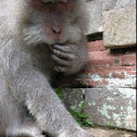 Macaque