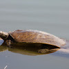 Spiny Soft Shelled Turtle