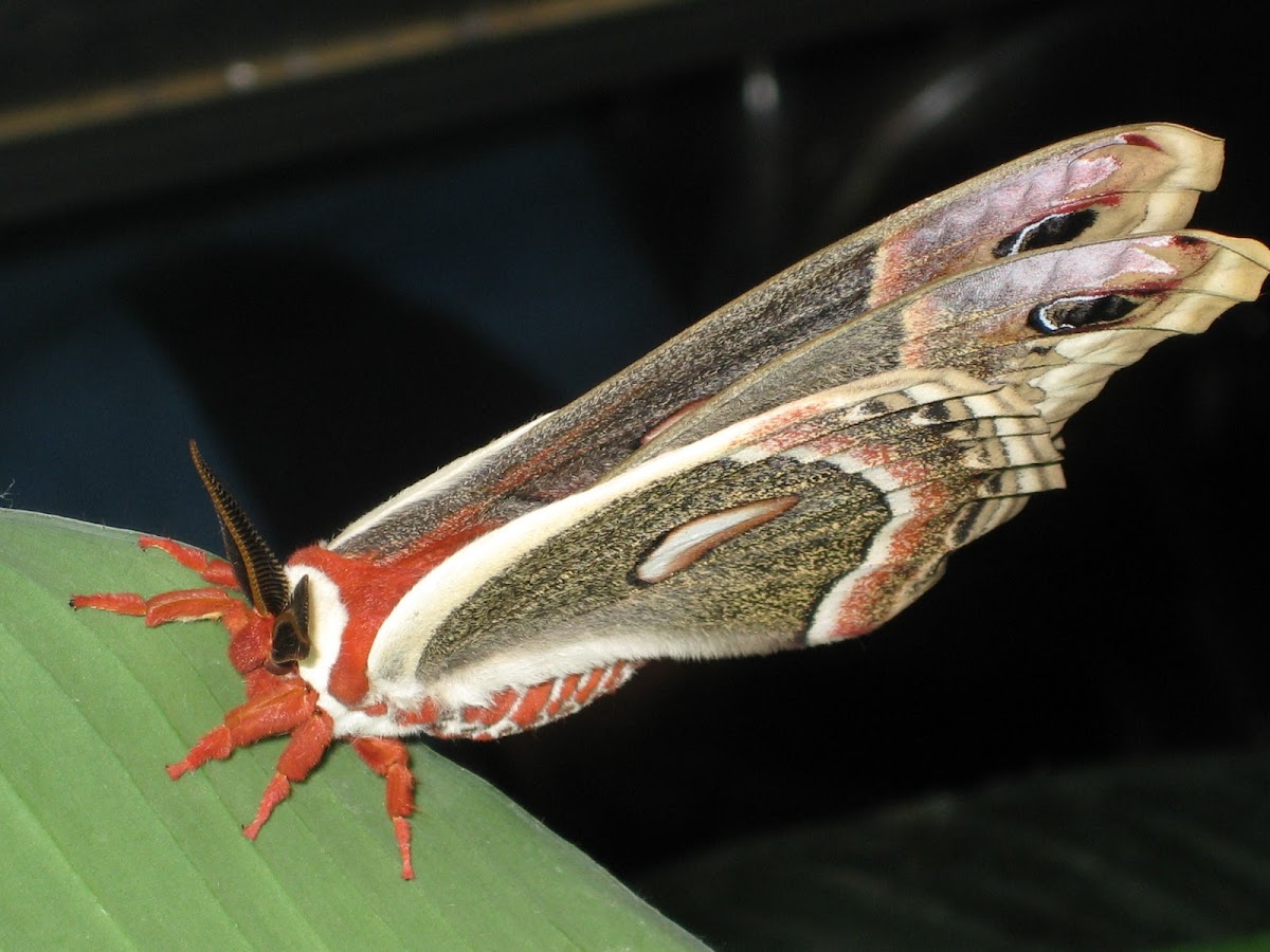 Cecropia Moth