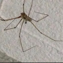 Daddy long legs spider