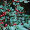 Common Cotoneaster