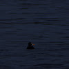 Surf Scoter