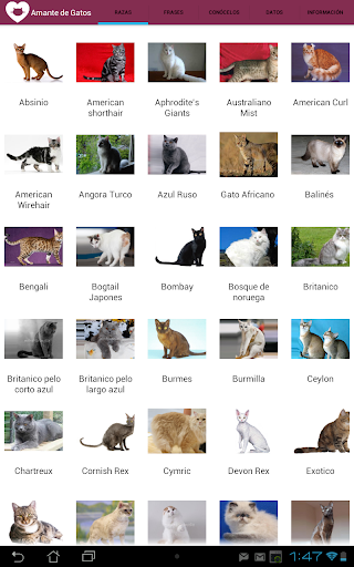 【免費社交App】Amante de Gatos-APP點子