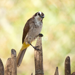 by Jhun Melchor - Animals Birds