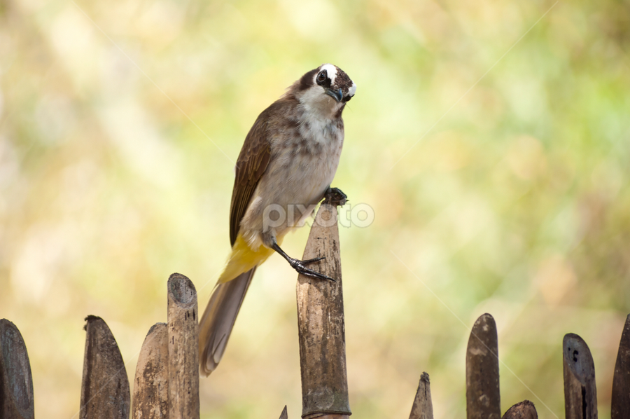 by Jhun Melchor - Animals Birds