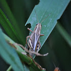 Two Striped grasshopper