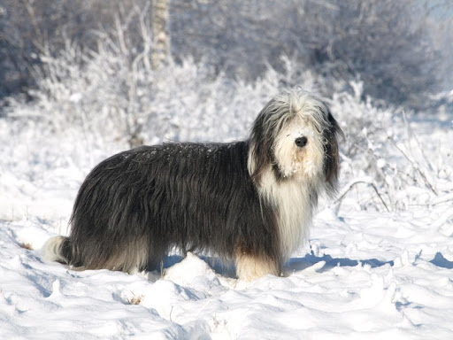 Bearded Collie Dog