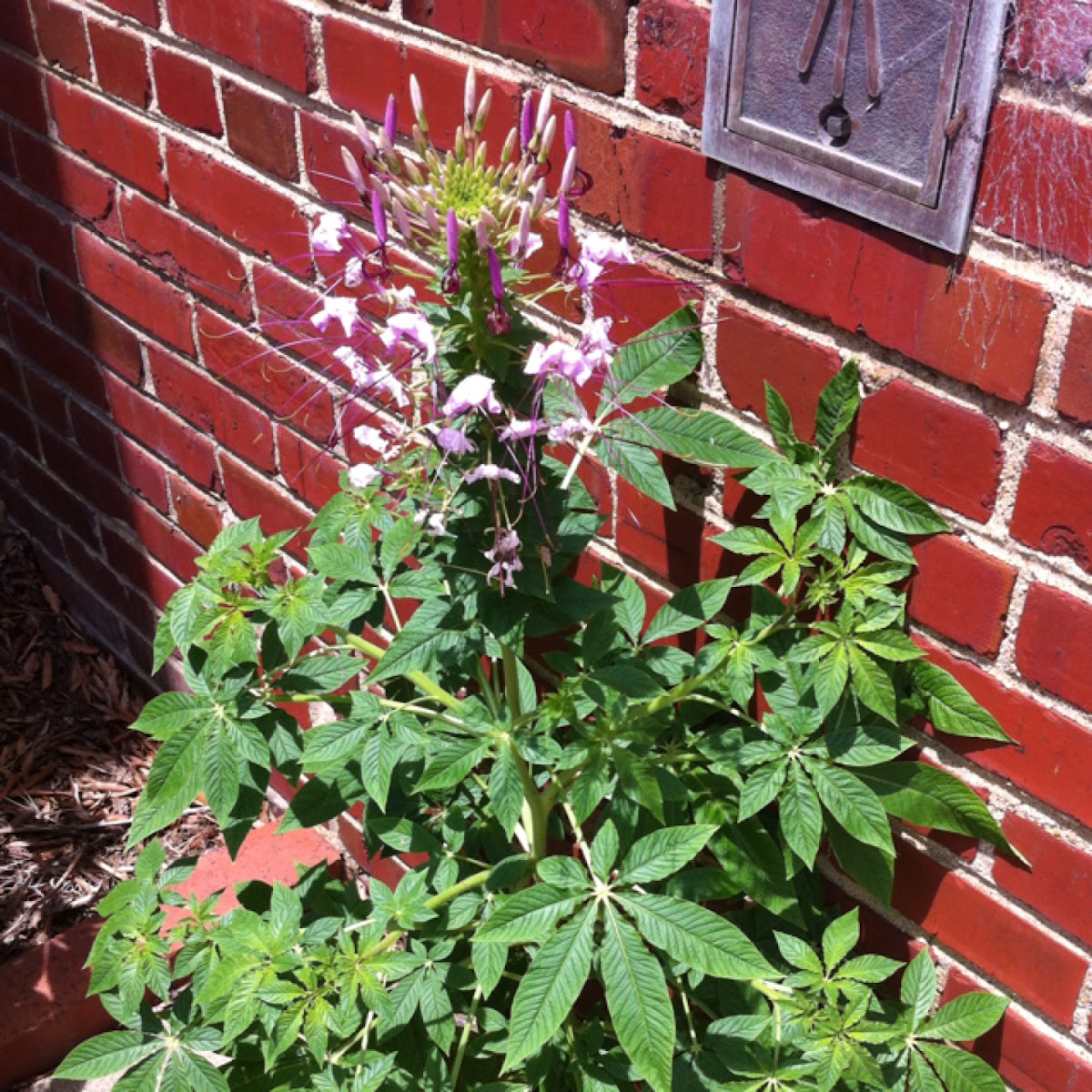 Spiderflower