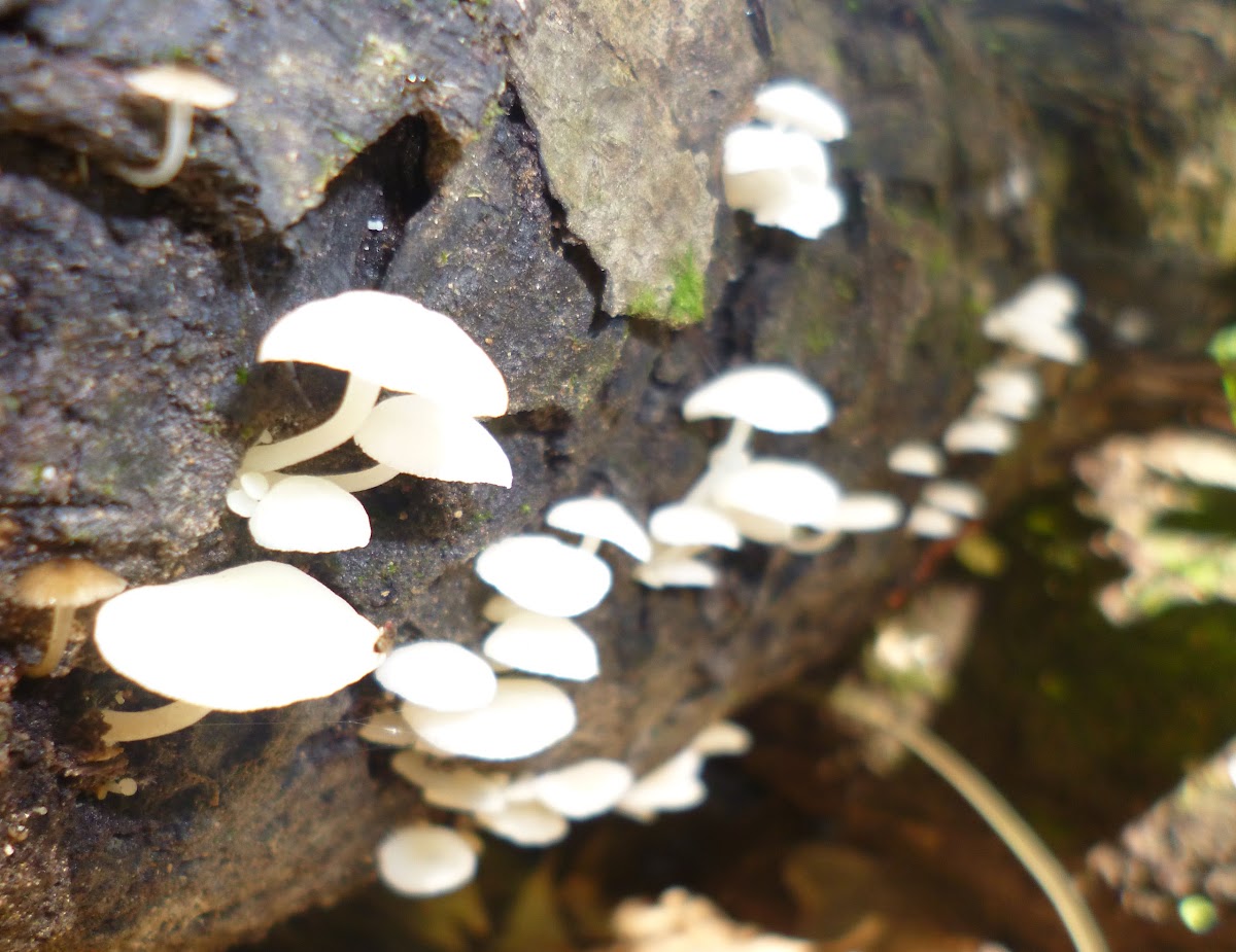 Withe Fungus