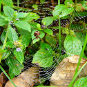 Gea heptagon Orb Weaver Spider