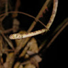 Blunt-Headed Tree Snake