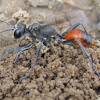 Thread-waisted Wasp, female