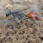 Thread-waisted Wasp, female