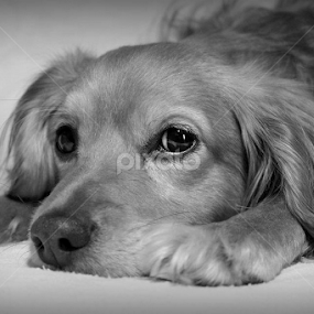 by Mickey Carson-preston - Animals - Dogs Portraits