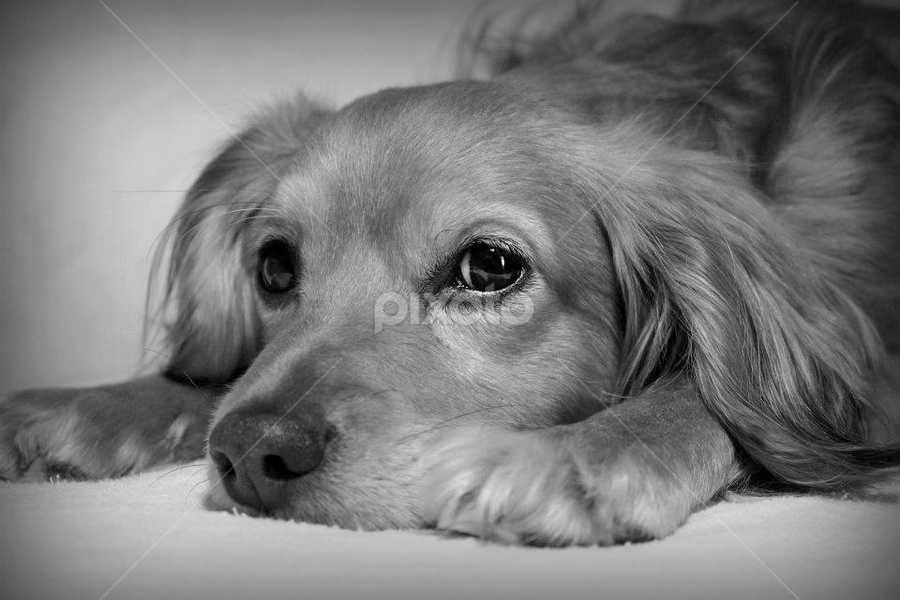 by Mickey Carson-preston - Animals - Dogs Portraits