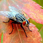 Grey Flesh Fly