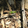 eastern pondhawk (female)