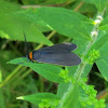 Yellow-collared Scape Moth